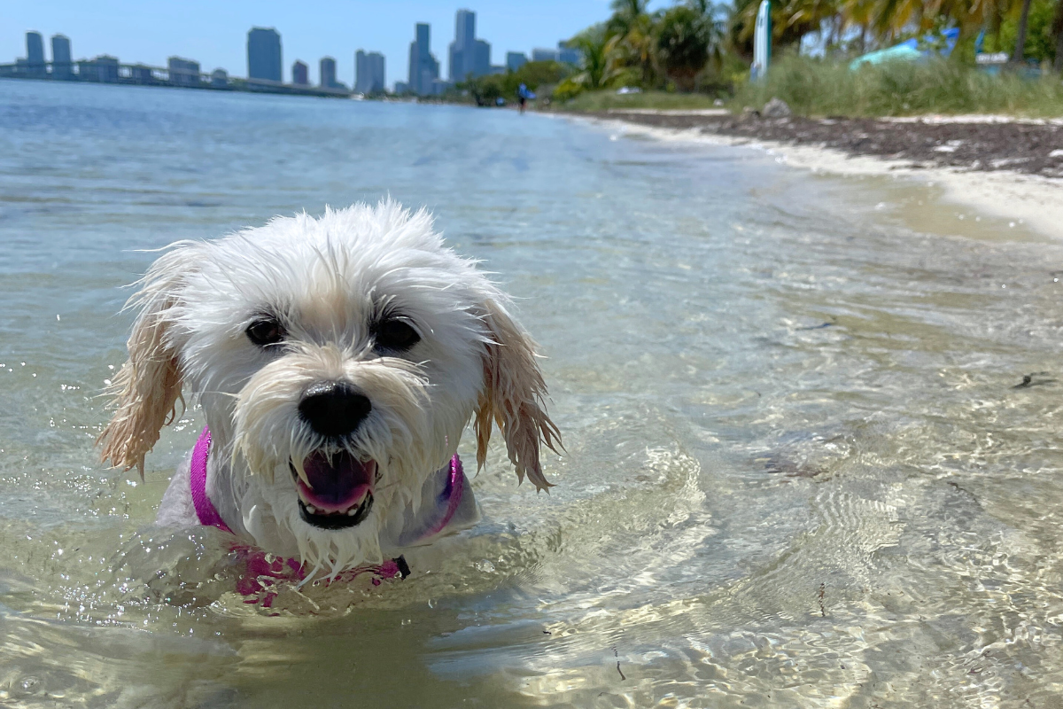 Meet Pani: The Dog Behind Tedi's Packaging