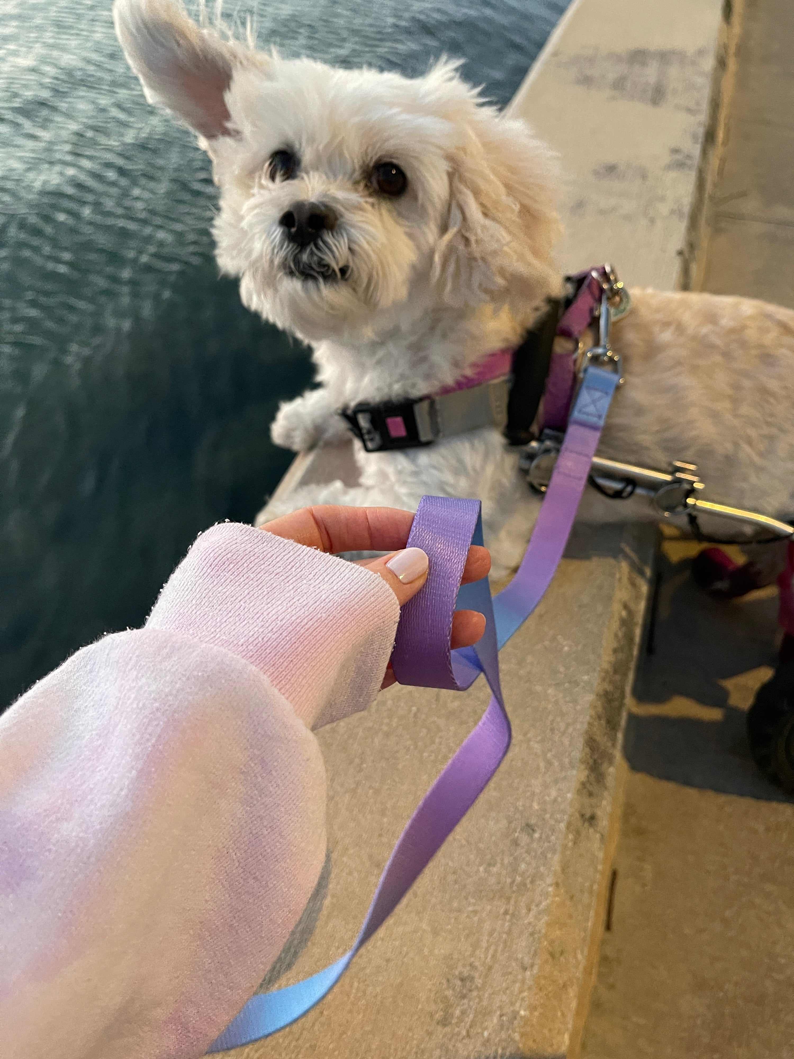 Ombré Dog Leash