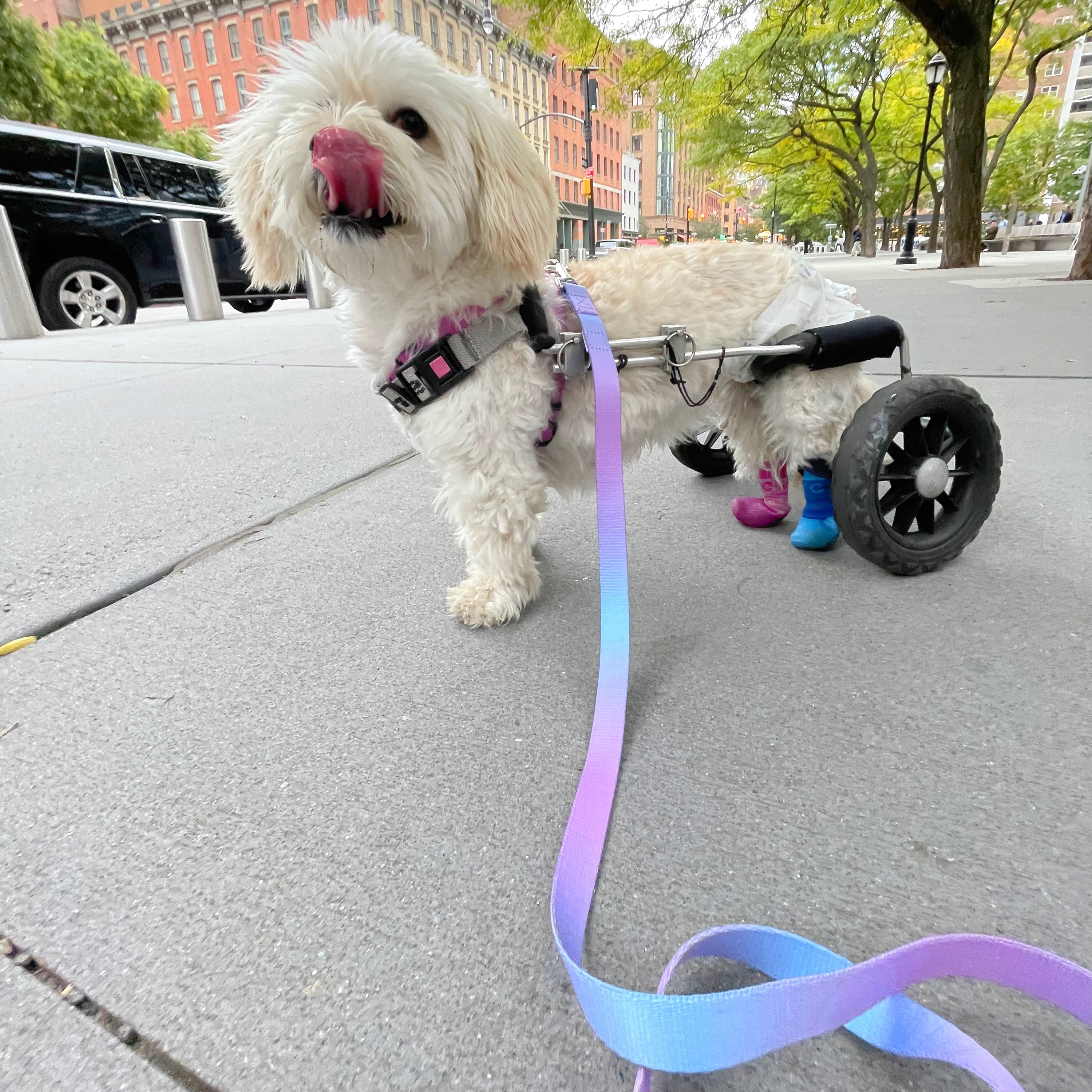 Ombré Dog Leash