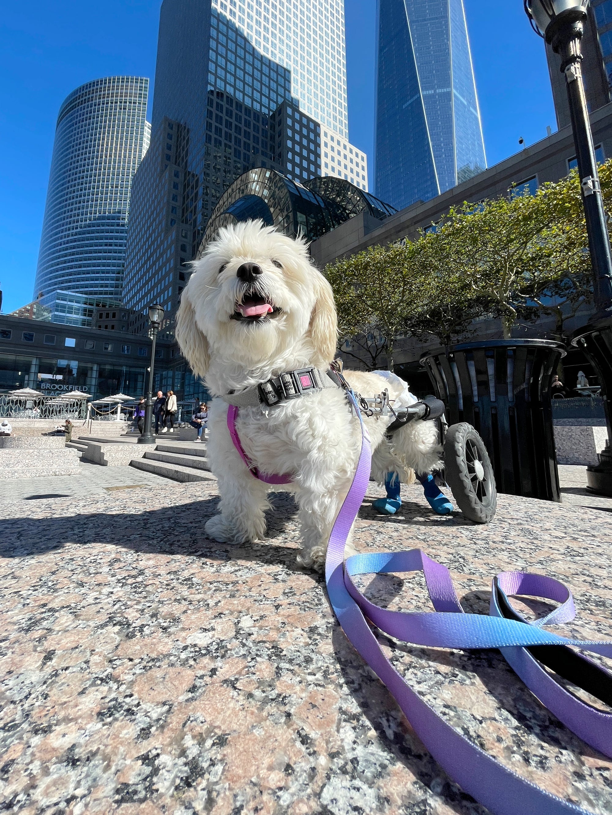 Ombré Dog Leash