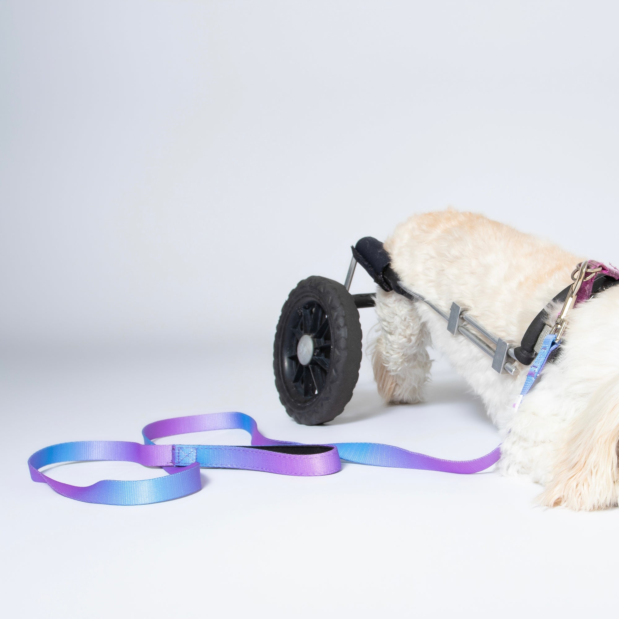 Ombré Dog Leash