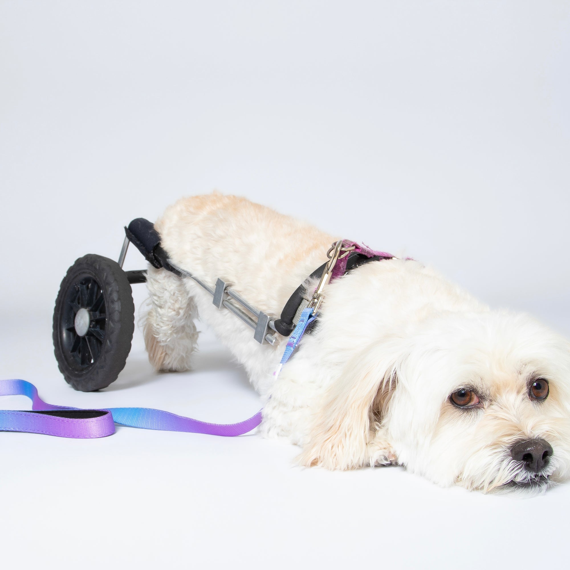 Ombré Dog Leash