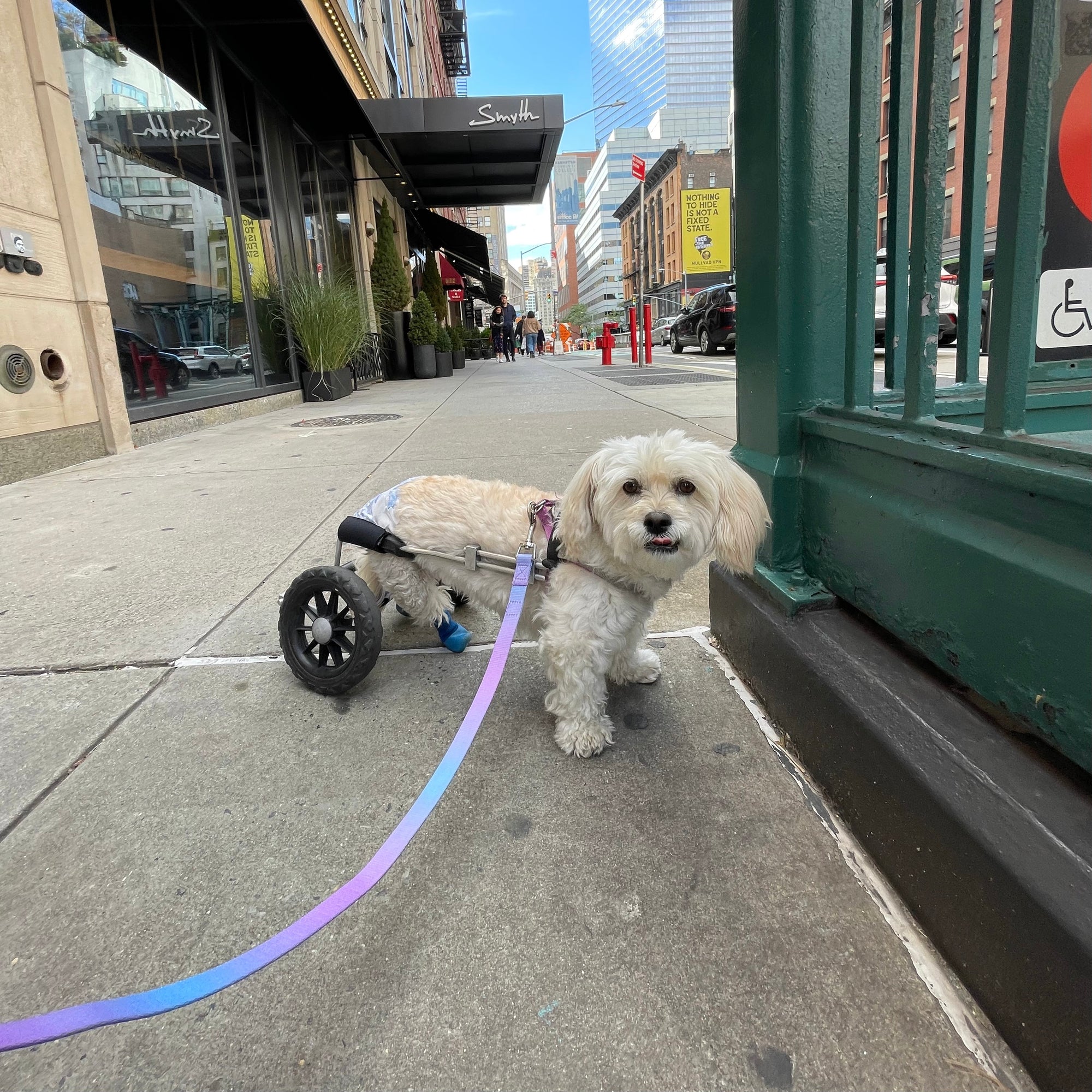 Ombré Dog Leash